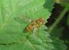 Episyrphus balteatus